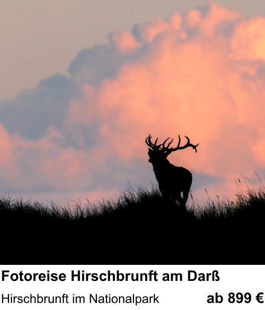 Praxisnaher Fotokurs zu Fotoreise Hirschbrunft am Darß: Hirschbrunft im Nationalpark