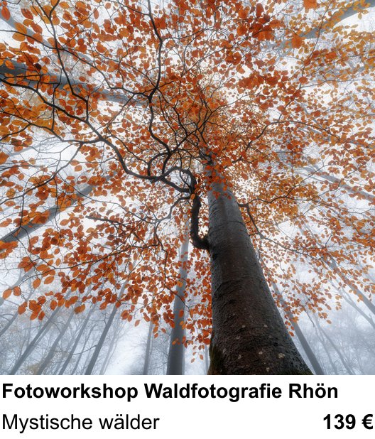 Praxisnaher Fotokurs zu Fotoworkshop Waldfotografie Rhön: Mystische wälder