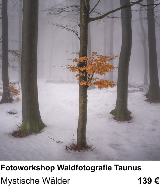 Praxisnaher Fotokurs zu Fotoworkshop Waldfotografie Taunus: Mystische Wälder