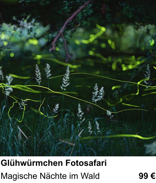 Praxisnaher Fotokurs zu Glühwürmchen Fotosafari: Magische Nächte im Wald