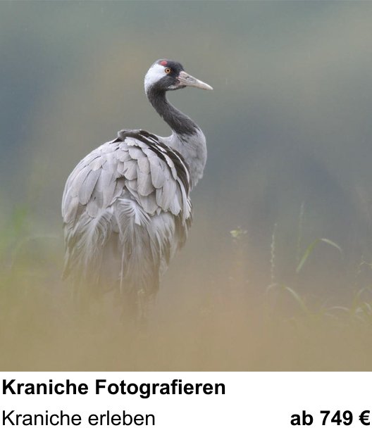 Praxisnaher Fotokurs zu Kraniche Fotografieren: Kraniche erleben