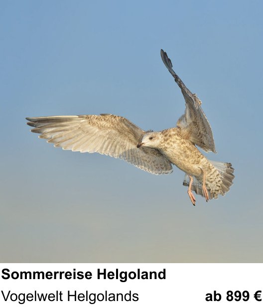 Praxisnaher Fotokurs zu Sommerreise Helgoland: Vogelwelt Helgolands