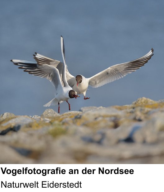 Praxisnaher Fotokurs zu Vogelfotografie an der Nordsee: Naturwelt Eiderstedt