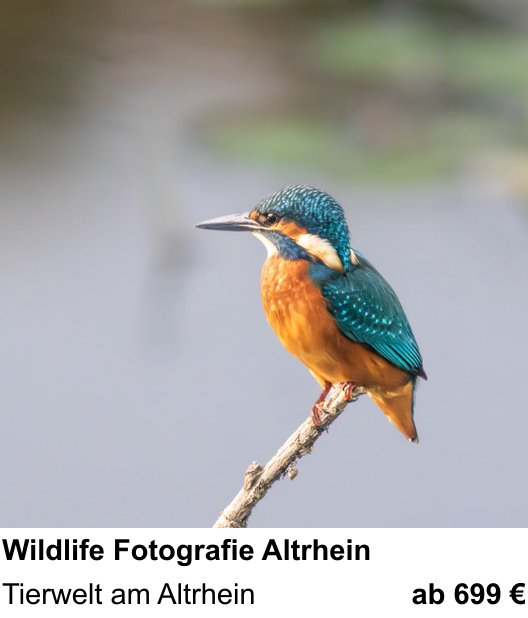 Praxisnaher Fotokurs zu Wildlife Fotografie Altrhein: Tierwelt am Altrhein