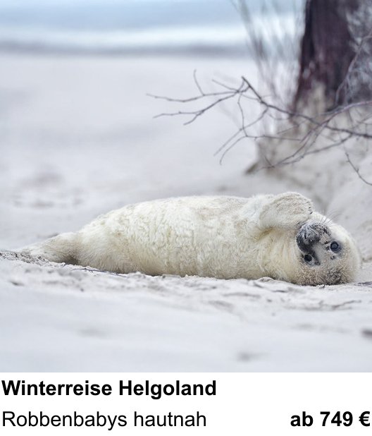 Praxisnaher Fotokurs zu Winterreise Helgoland: Robbenbabys hautnah