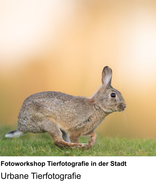 Fotoworkshop Tierfotografie in der Stadt in Augsburg: Urbane Tierfotografie
