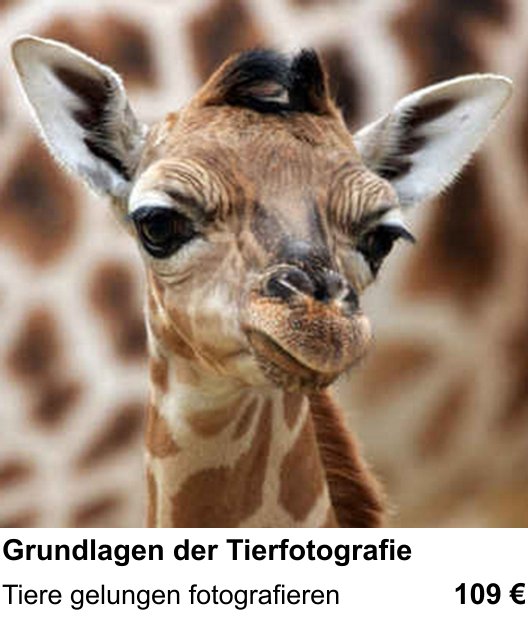 Grundlagen der Tierfotografie in Augsburg: Tiere gelungen fotografieren