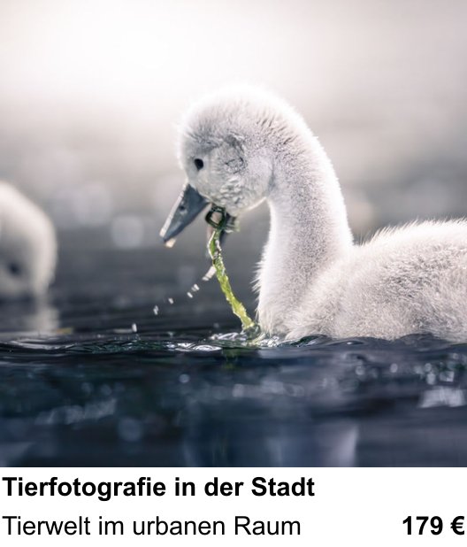 Tierfotografie in der Stadt in Augsburg: Tierwelt im urbanen Raum